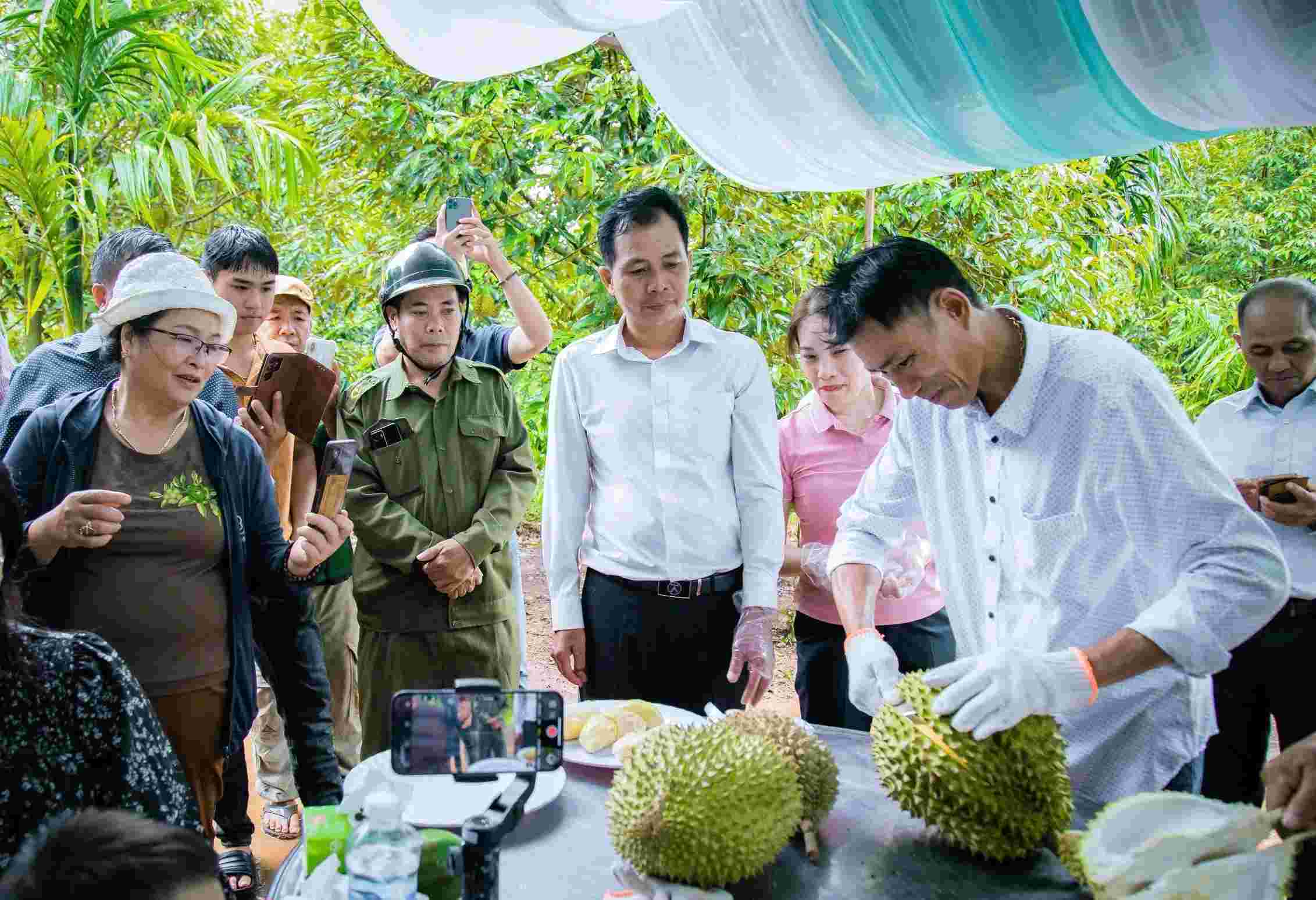 Du khách tham quan, thưởng thức sầu riêng ngay tại nhà vườn ở Đắk Lắk. Ảnh: Công Nam