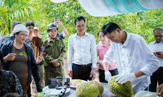 Du khách tham quan, thưởng thức sầu riêng ngay tại nhà vườn ở Đắk Lắk. Ảnh: Công Nam