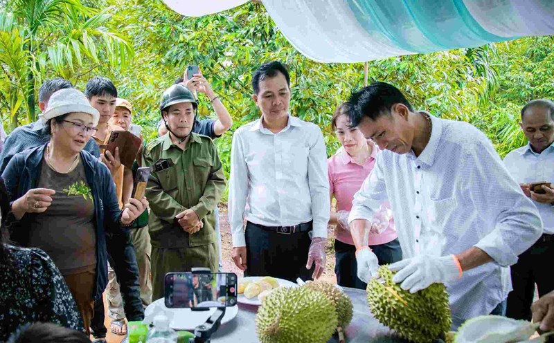 Du khách tham quan, thưởng thức sầu riêng ngay tại nhà vườn ở Đắk Lắk. Ảnh: Công Nam