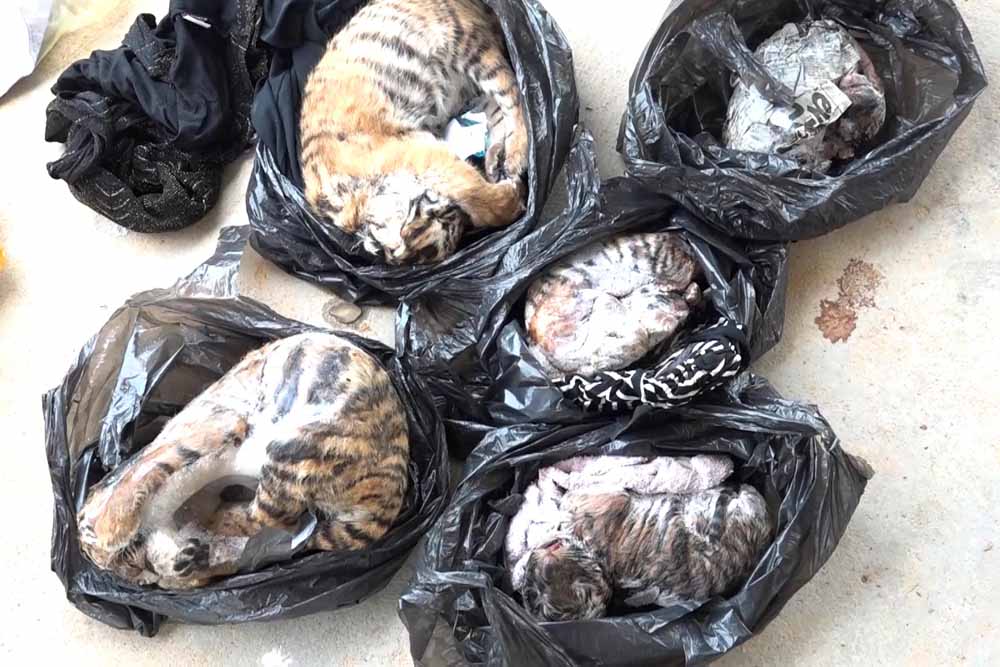 Five tiger cubs were frozen before being destroyed. Photo: Quang Tuan.