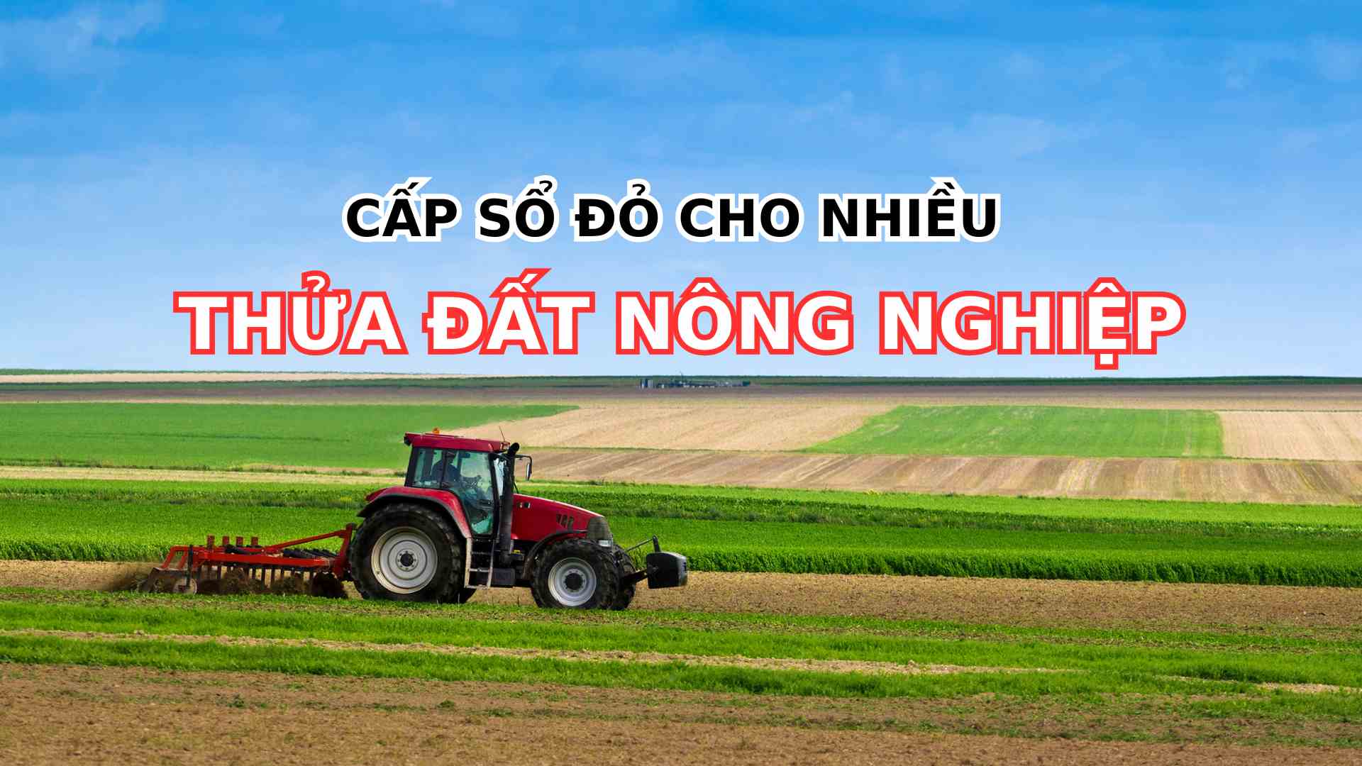 Cấp 1 sổ đỏ cho nhiều thửa đất nông nghiệp được không? Đồ họa: Thạch Lam 