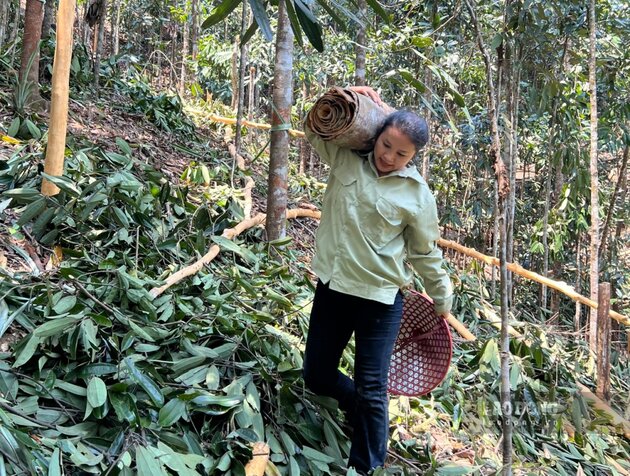 Chị Trang Thị Hồng Thúy lặn lội vào những rừng quế của đồng bào Cor ở huyện miền núi Trà Bồng để thu mua vỏ quế của bà con nông dân. Ảnh: Viên Nguyễn