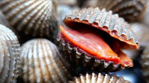 Ăn sò huyết thường xuyên sẽ có nhiều tác dụng tốt cho sức khỏe. Ảnh: Xinhua