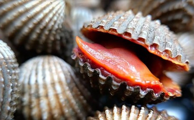 Ăn sò huyết thường xuyên sẽ có nhiều tác dụng tốt cho sức khỏe. Ảnh: Xinhua