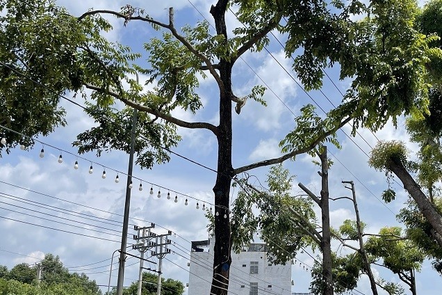 The well-growing green trees were pruned to make way for the power line to pass through. Photo: Bao Trung