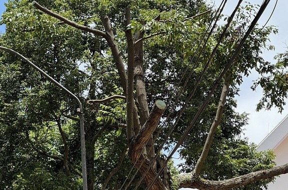 Cây xanh ở đường Trường Chinh, TP Buôn Ma Thuột, tỉnh Đắk Lắk bị cắt tỉa nham nhở, trụi trơ gây mất mỹ quan đô thị. Ảnh: Bảo Trung