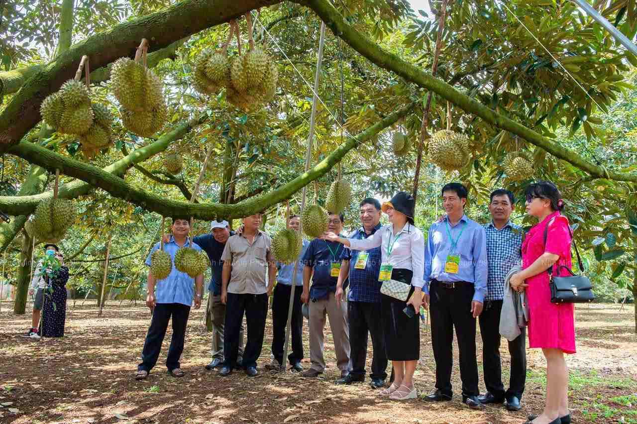 Tourists attend the 1st durian festival. Photo: Ngo Minh Phuong