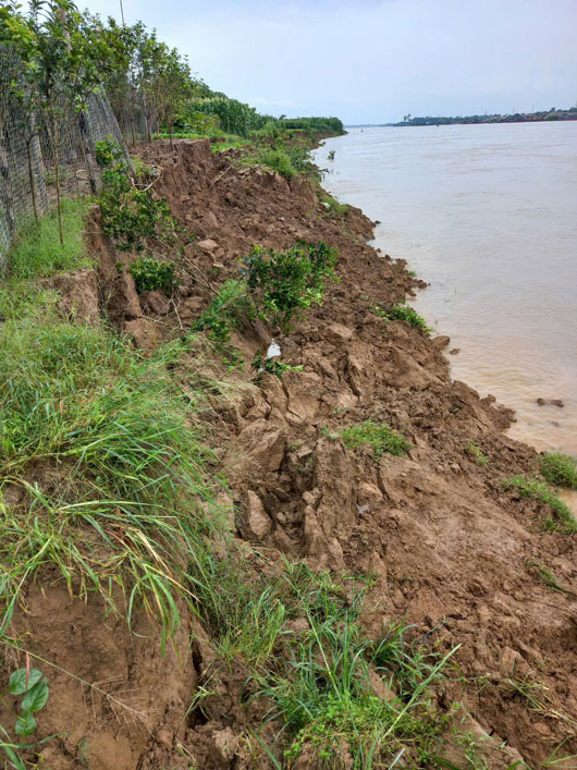 River bank erosion extends and deepens towards the left dyke of Lo River. Photo: An Nhien