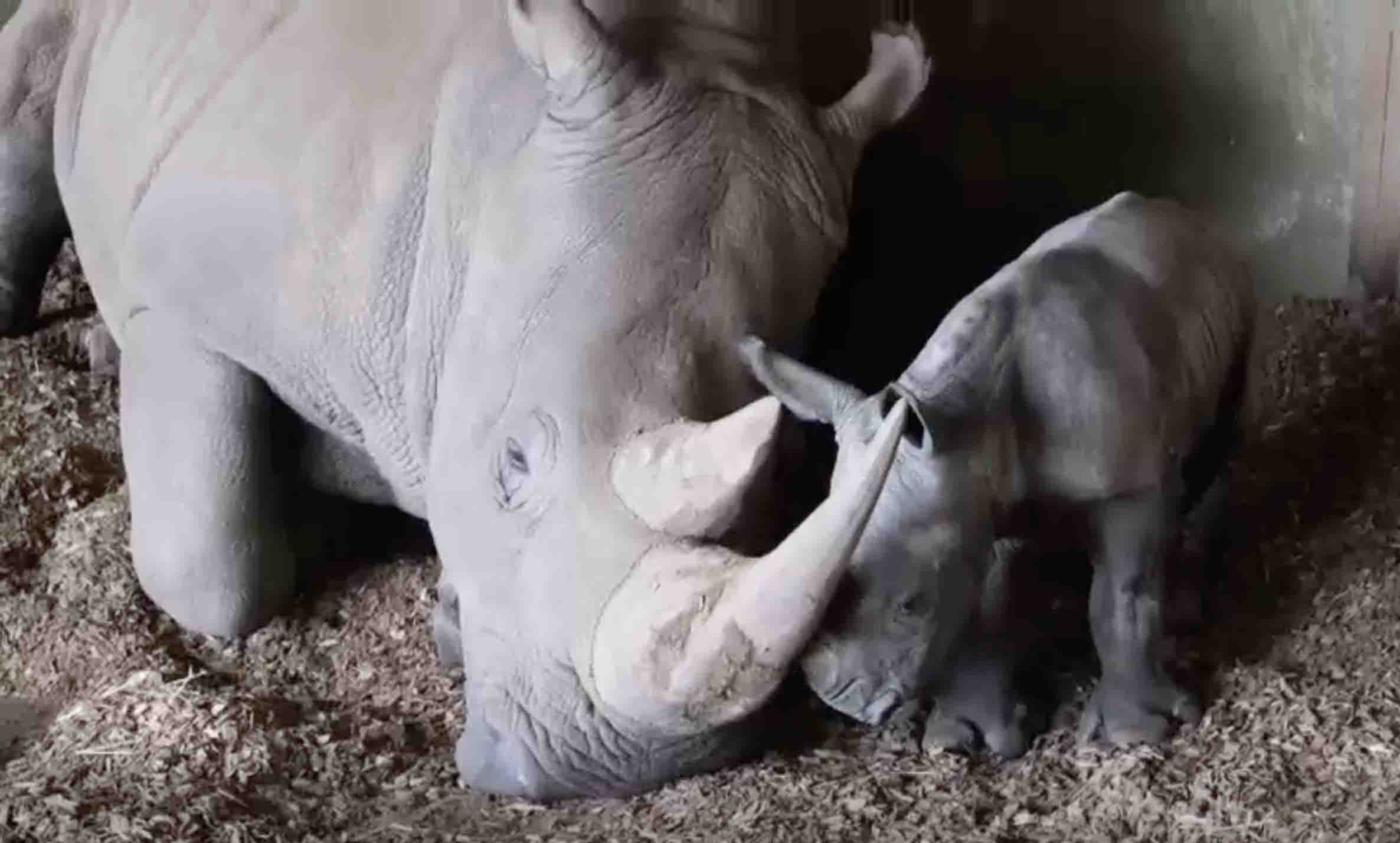 Mother and baby rhinoceros sleep together in the special care area. Photo: Werribee Semi-Wild Zoo