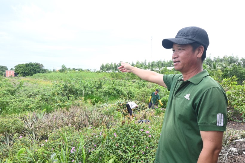 It was thanks to the pineapple tree that helped Mr. Nguyen build a house. Photo: Thanh Nhan