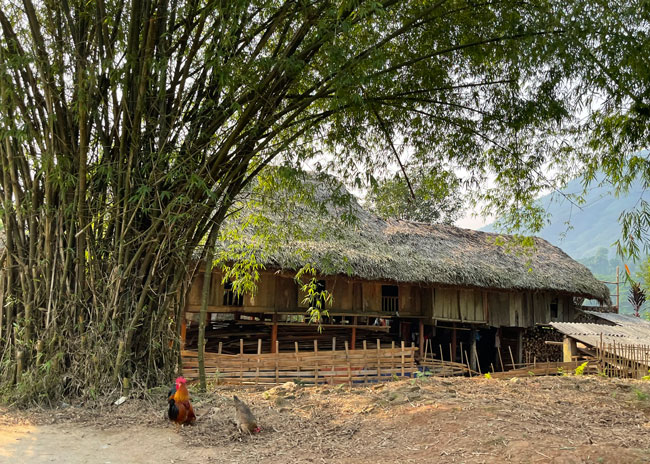 Traditional stilt houses nestled under bamboo groves create a strangely peaceful, pristine space