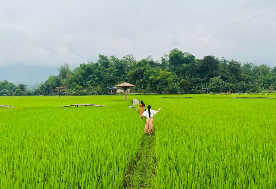 The rice fields surrounding the village create a very poetic landscape. All create an impressive countryside picture, arousing the curiosity of every visitor coming to Nghia Do. Photo: Bich Quyen