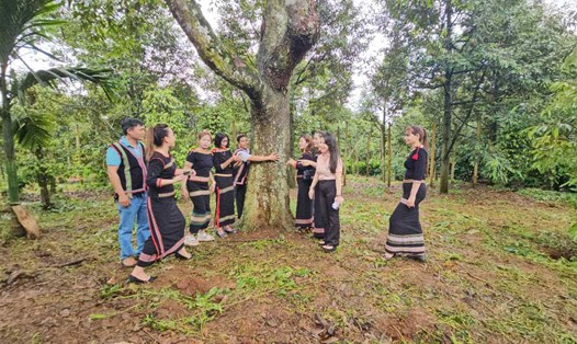 Cây sầu riêng cổ thụ của gia đình ông Thành. Ảnh: THANH QUỲNH