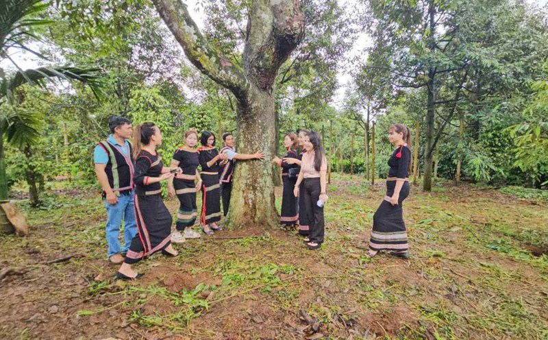 Cây sầu riêng cổ thụ của gia đình ông Thành. Ảnh: THANH QUỲNH