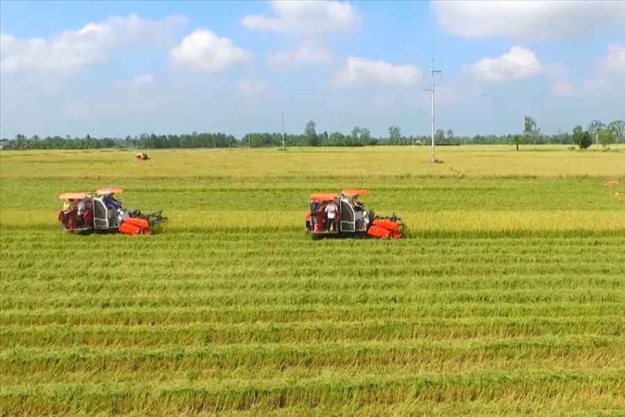 Hướng dẫn xác định chi phí bảo vệ phát triển đất trồng lúa. Ảnh: LĐO