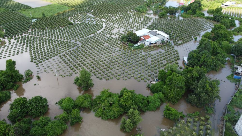 The dragon fruit garden is flooded with only the top visible in Ham Kiem commune. Photo: Duy Tuan