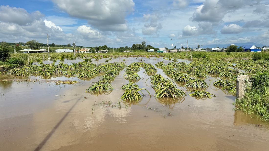 Vườn thanh long ở xã Hàm Mỹ bị ngập tới ngọn. Ảnh: Duy Tuấn