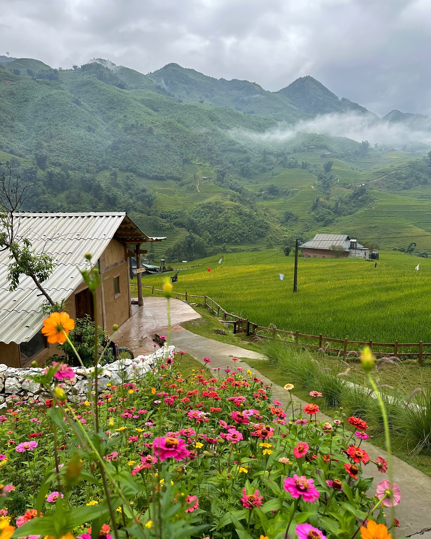 Bản Tả Van nằm cách thị trấn Sapa chỉ khoảng 12km với cung đường khá dễ đi. Du khách có thể tự lái xe, hoặc thuê taxi, xe ôm để tới bản trải nghiệm mùa lúa chín diễn ra ở đây khoảng từ giữa tháng 8 đến tháng 10.   