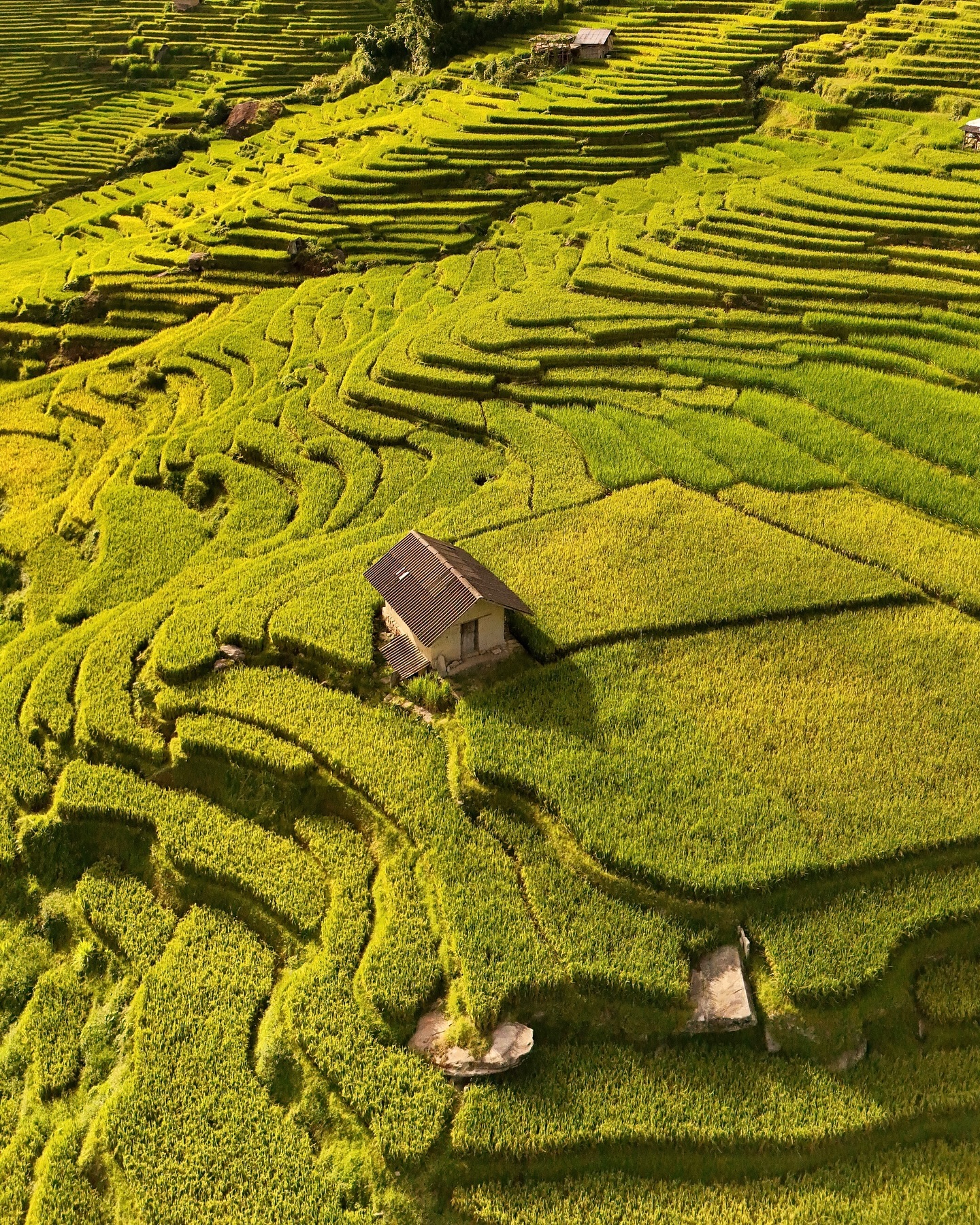 “I will return to Ta Van to once again fully admire the beautiful natural scenery of a corner of the Northwest mountains and forests,” said Ms. Kim. In addition to the golden rice season that is gradually covering Ta Van, she said that in Y Ty, there are also a number of places for tourists to hunt for the golden color of the highlands.