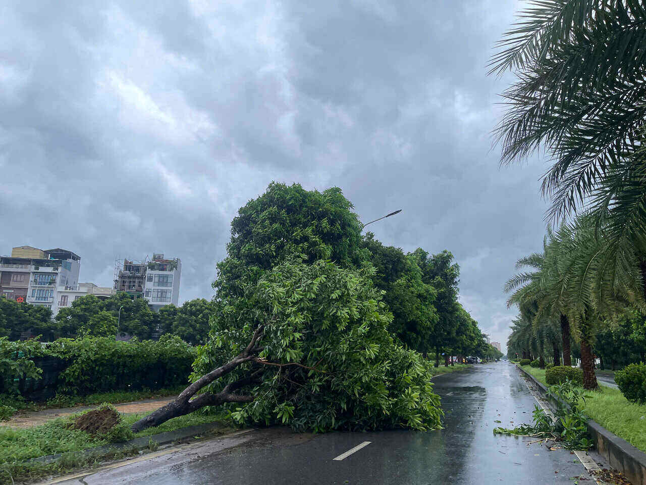 14h36: Cây bật gốc, đổ chắn ngang đường tại phố Đào Đình Luyện (Việt Hưng, Long Biên). Ảnh: Hoài Anh