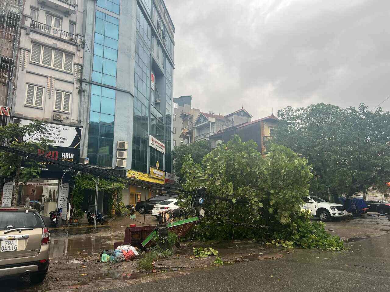 Một cây bàng gãy ngang thân cây tại Đồng Me (Mễ Trì, quận Nam Từ Liêm. Ảnh: Đinh Hiệp