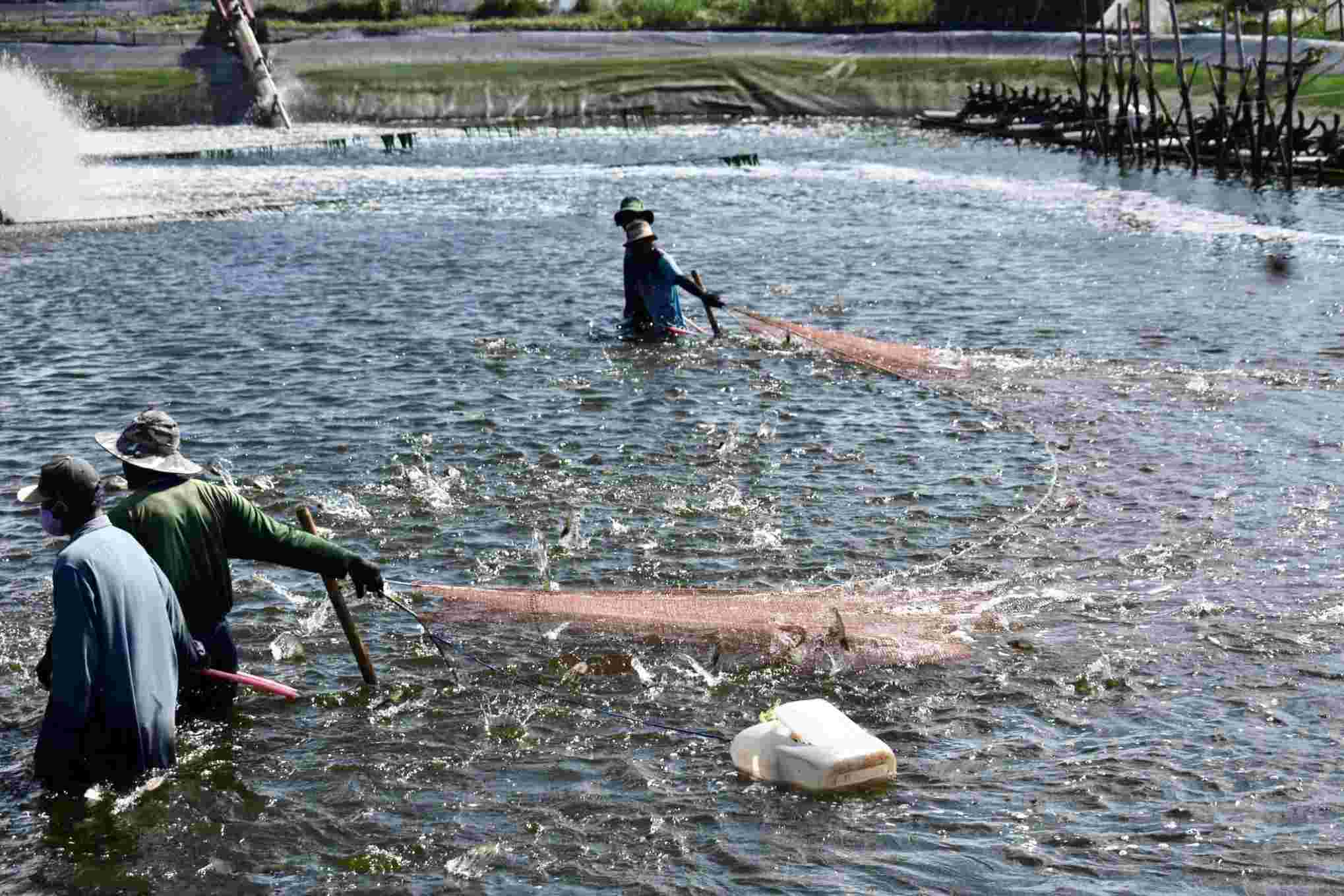 Hạ tầng vùng nuôi trồng thủy sản hoàn chỉnh sẽ giúp người nuôi tôm thành công. Ảnh: Phương Anh