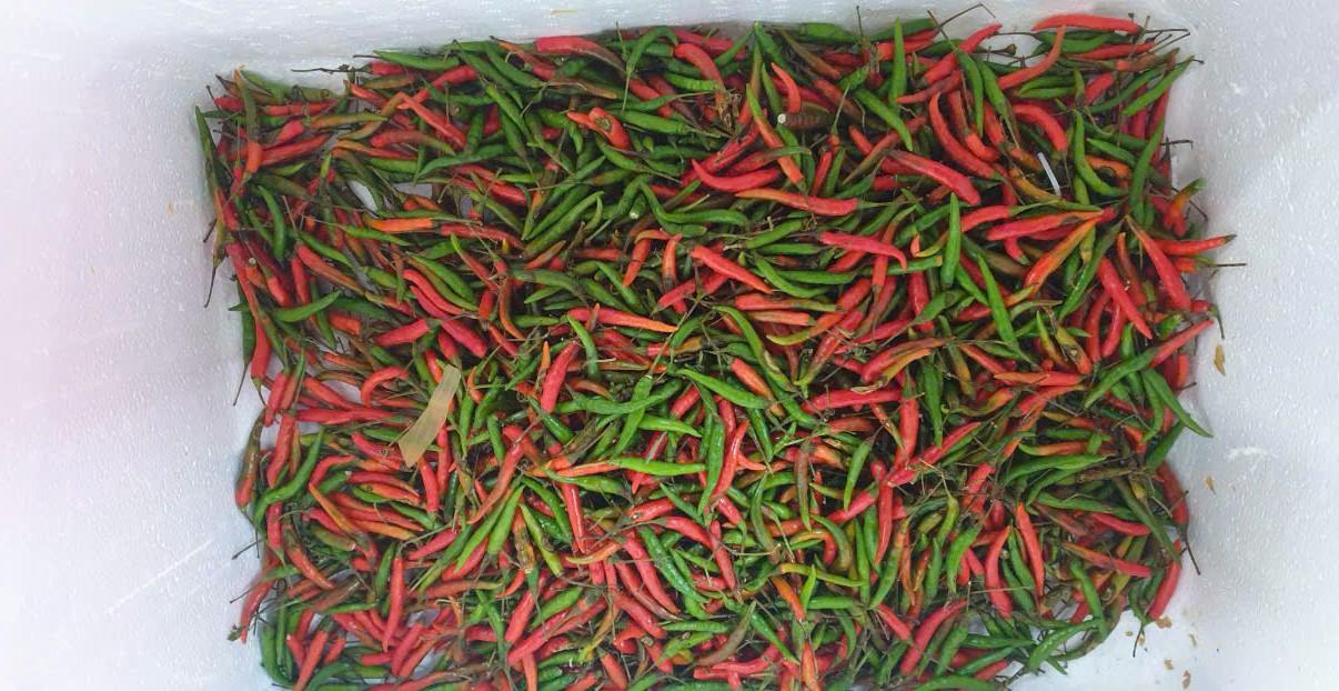 Chef Ajay said he had to buy a lot of chili to prepare dishes for Indian customers. Photo: Nguyen Hung