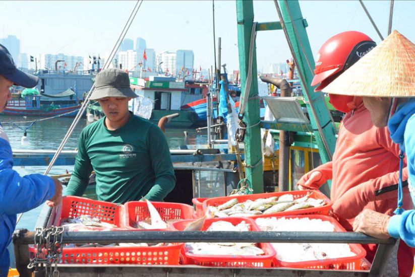 Ngư dân Đà Nẵng chung tay gỡ "thẻ vàng" khai thác IUU. 
Ảnh: Nguyễn Linh