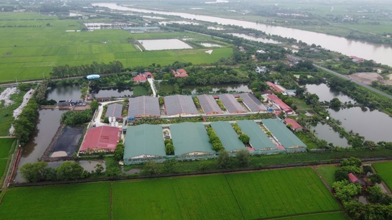 Trang trại lợn Đông Hòa của Công ty CP Thương mại dịch vụ Đông Á lấn chiếm đất đai, xả thải trái phép ra môi trường, chưa chấp hành quyết định xử phạt năm 2023. Ảnh: Nam Hồng