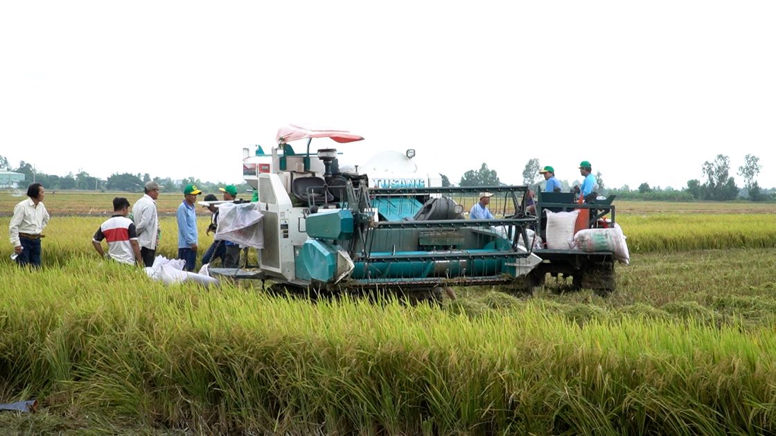 Lúa phát thải thấp