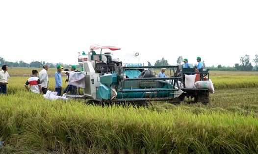 Lúa phát thải thấp