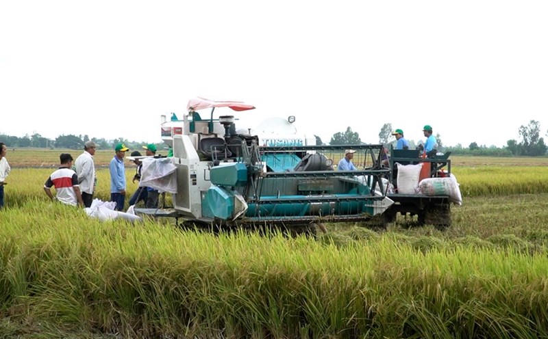 Lúa phát thải thấp