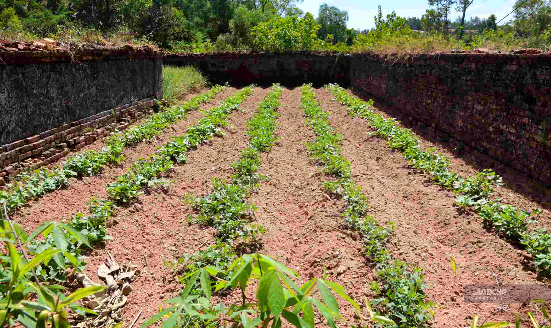 As noted by the reporter, Ms. Chieu Nghi's grave site has no one to look after or protect it. However, local people take advantage of the vacant land around the grave site to grow vegetables, so the people here also contribute to taking care of and protecting the grave site.