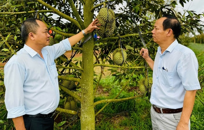 Cu Bao Farm is committed to improving durian quality and ensuring wages and bonuses for workers. Photo: Bao Trung