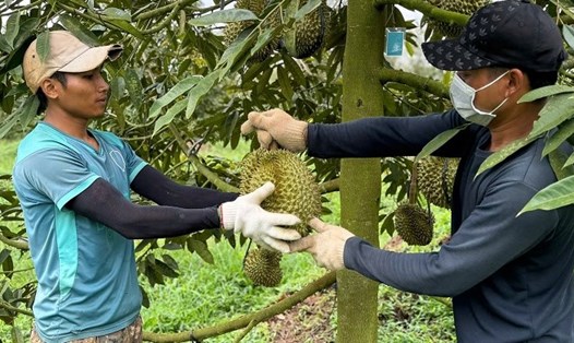 Công nhân lao động ở xã Cư Bao, thị xã Buôn Hồ, tỉnh Đắk Lắk có thu nhập ổn định nhờ vào việc giao khoán, thu hoạch sầu riêng. Ảnh: Bảo Trung
