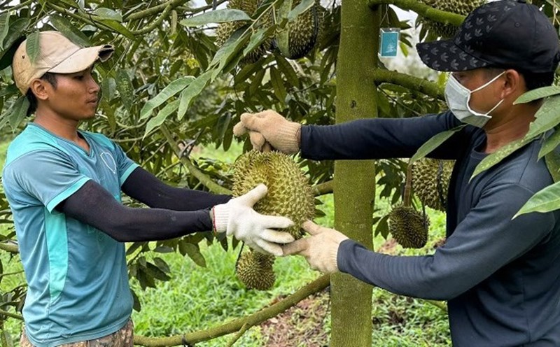 Công nhân lao động ở xã Cư Bao, thị xã Buôn Hồ, tỉnh Đắk Lắk có thu nhập ổn định nhờ vào việc giao khoán, thu hoạch sầu riêng. Ảnh: Bảo Trung