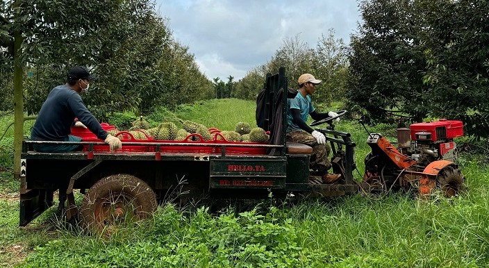 Người lao động hối hả vận chuyển sầu riêng về kho bãi. Ảnh: Bảo Trung