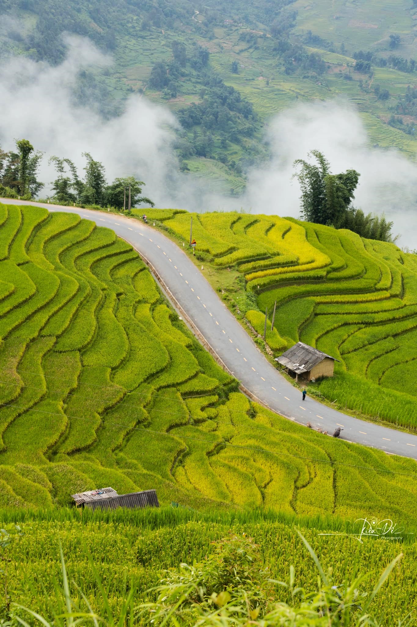 Khúc cua “săn mây ngắm lúa” làm nhiều du khách mê mẩn. Ảnh: Hoàng Diệu Đế 