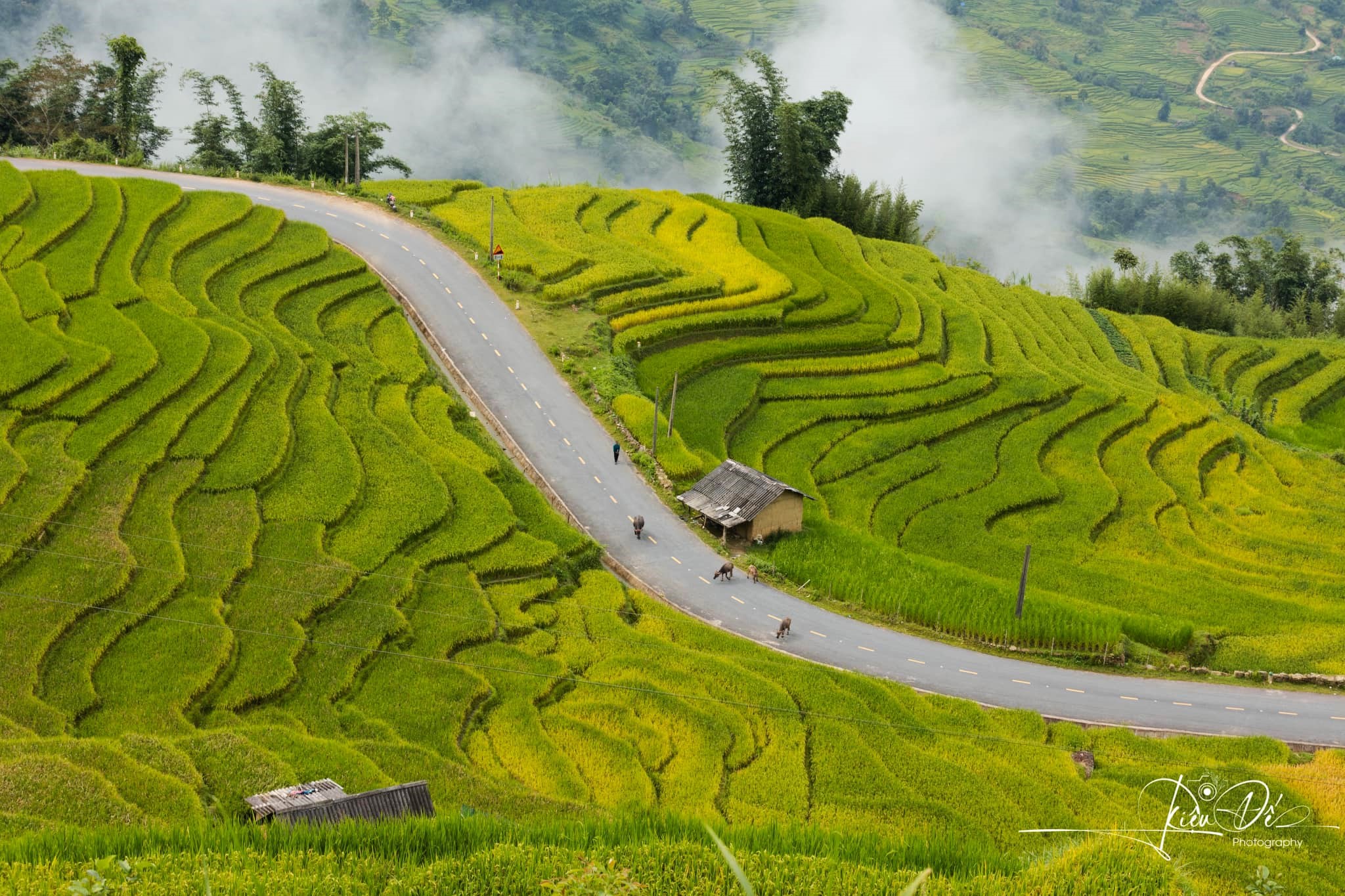 Terraced fields in Bat Xat and Y Ty have turned golden. Photo: