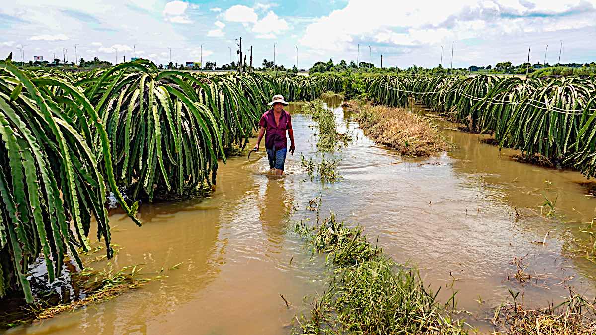 Người dân lội nước ngập ra thăm vườn thanh long. Ảnh: Duy Tuấn 