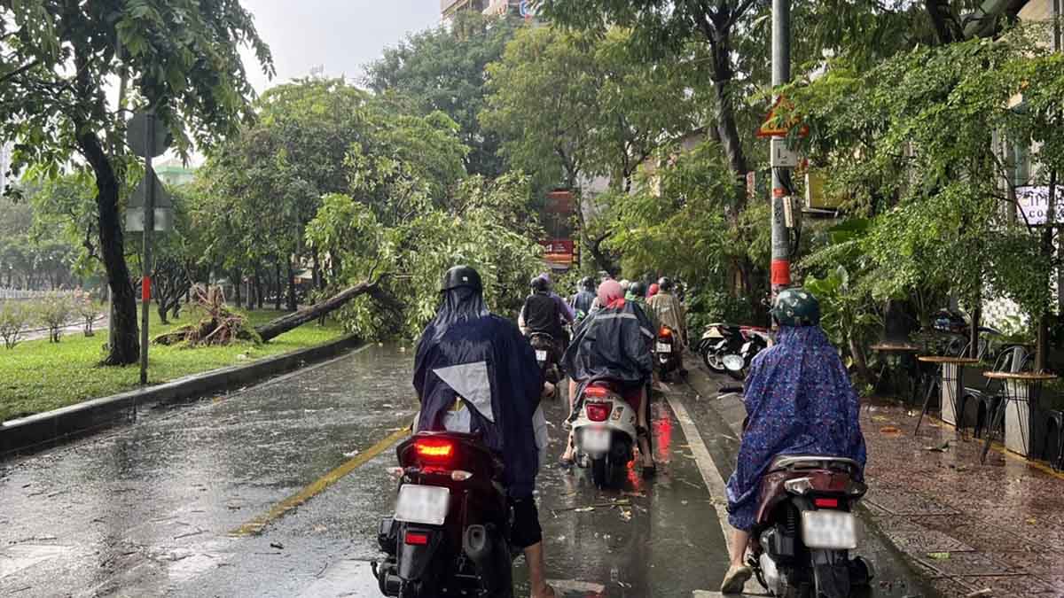 Mưa lớn khiến cây xanh bật gốc, chắn ngang đường ở trung tâm TPHCM. Ảnh: Thanh Chân
