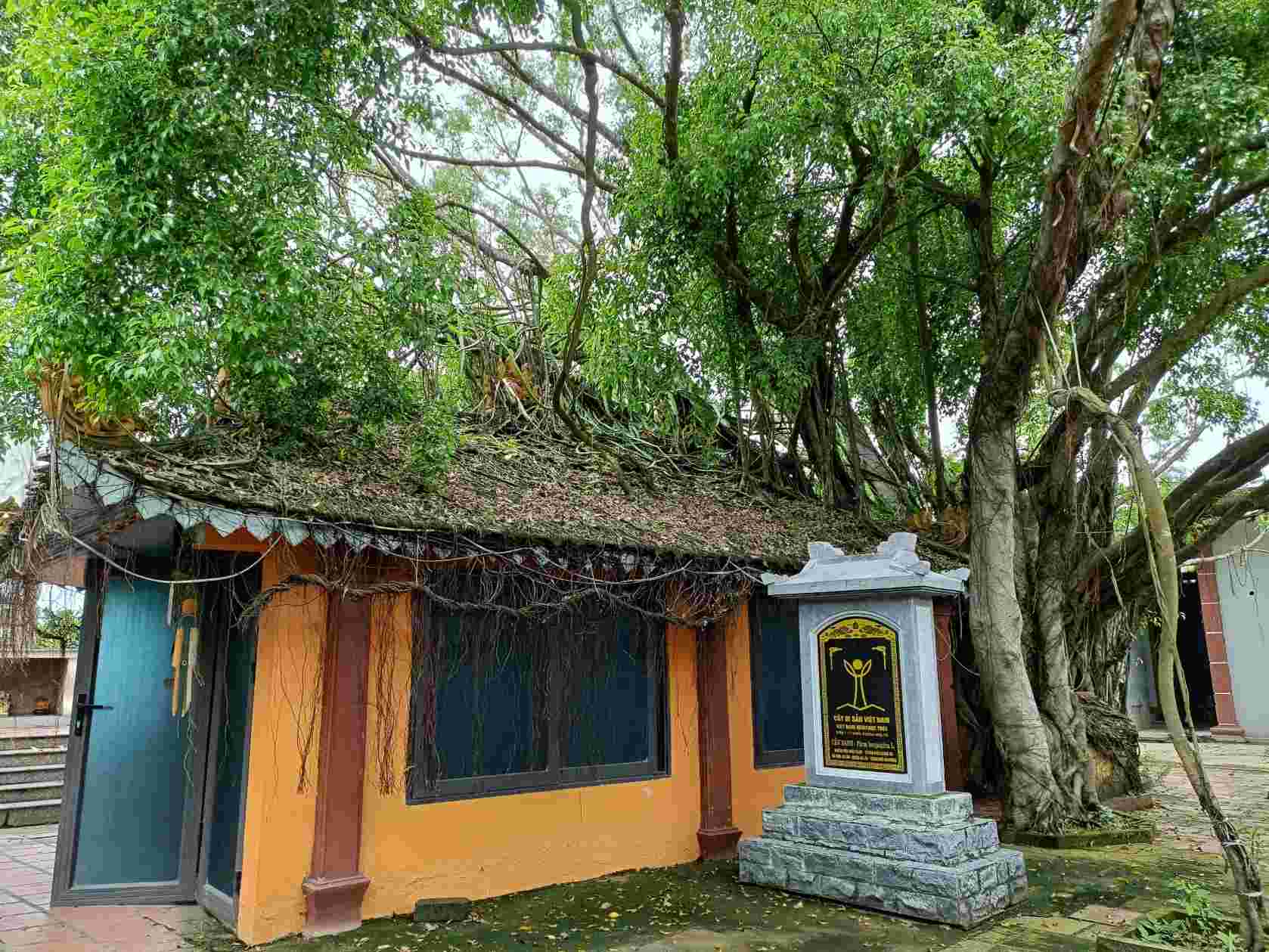 Cây Sanh di sản gần 200 năm tuổi ở Hải Phòng. Ảnh: Mai Dung