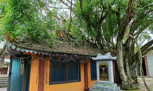Cây Sanh di sản gần 200 năm tuổi ở Hải Phòng. Ảnh: Mai Dung