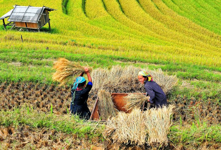 Mùa gặt.