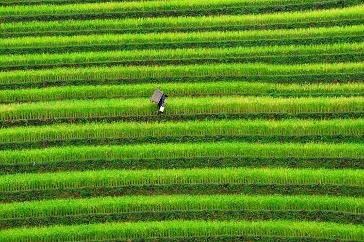 Đường về nhà (Mù Cang Chải - Yên Bái).