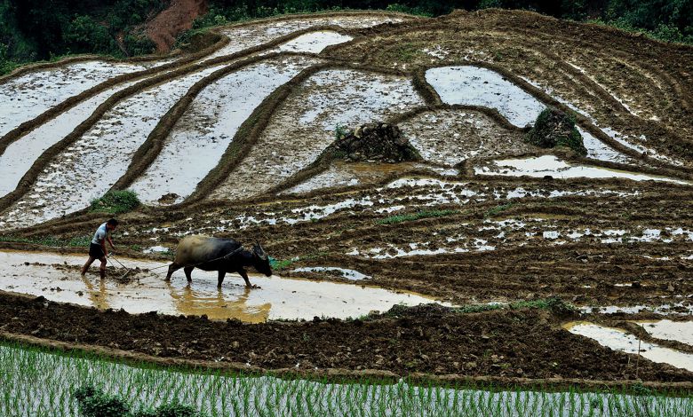 Đường nét ruộng bậc thang ở Ý Linh Hồ - Sa Pa (Lào Cai).