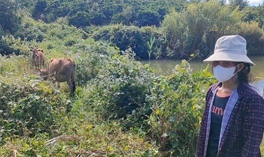 Người dân địa phương phản ánh cấp bò giống sinh sản nhưng nhiều con gầy ốm, không đủ trọng lượng. Ảnh: Thanh Tuấn
