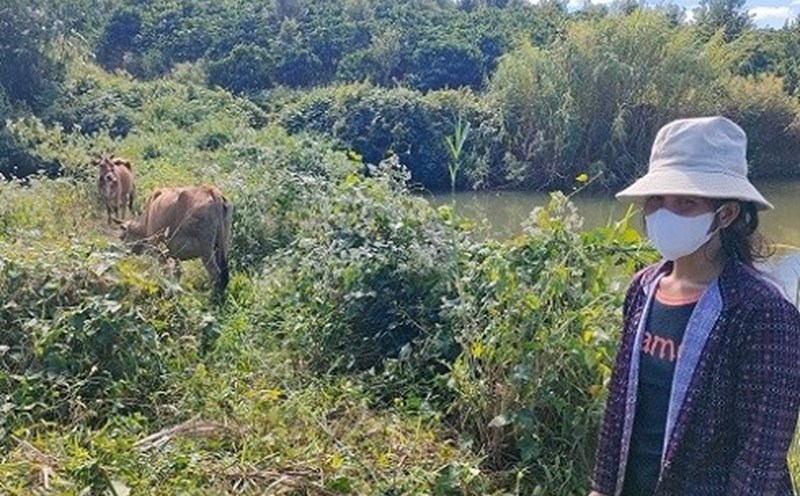 Người dân địa phương phản ánh cấp bò giống sinh sản nhưng nhiều con gầy ốm, không đủ trọng lượng. Ảnh: Thanh Tuấn