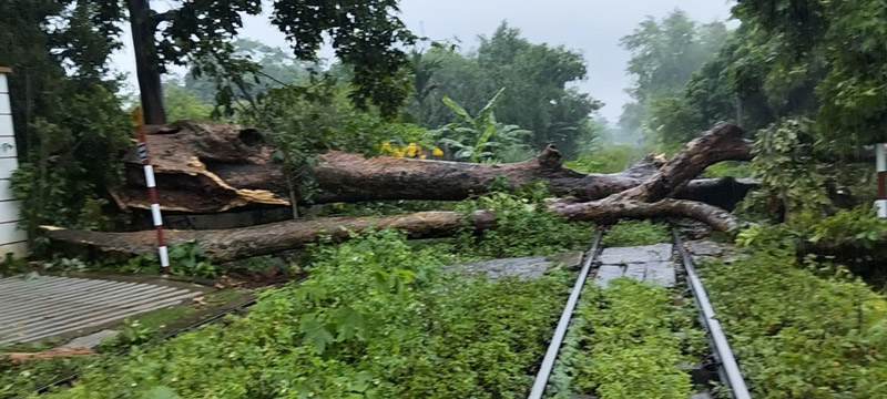 An ancient tree fell across the Lao Cai - Hanoi railway, through Thai Nien commune, Bao Thang district.