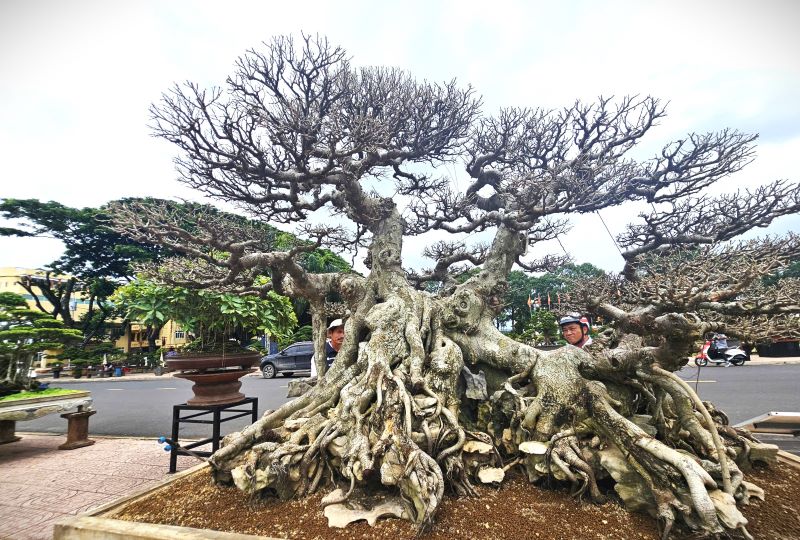 The tree has the shape of a dragon and phoenix. Photo: Thanh Quynh